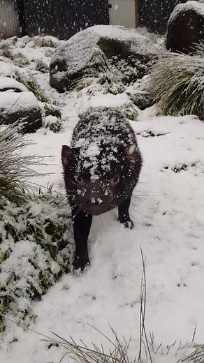 Let's go and play 🙌❄️😍 Video: Devils at Cradle (Via IG) | Discover Tasmania