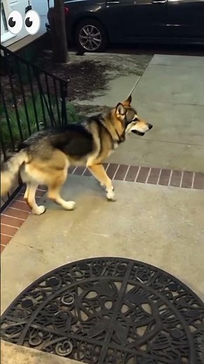 When you didn't expect the Spirit Animal to show up on time 😆🐺