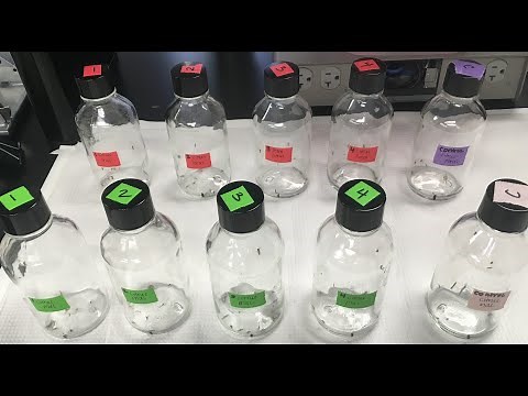 UF/IFAS Evaluating Mosquito Insecticide Resistance Testing Using CDC Bottle Bioassay Kit Webinar