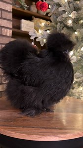 Rocking around the Christmas Tree with this stunning Black Pullet! #BackyardChickens #Chickens #ChickenKeeping #Chicks #christmas2025 #ChristmasisHere #Trending #Fyp #followersreelsfypシ゚viralシfypシ゚viralシalシ | SilkiesPlus
