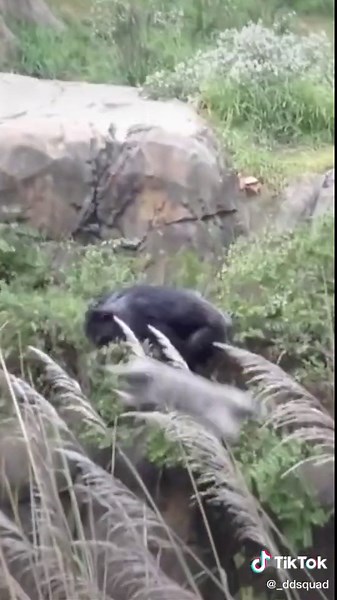 Hilarious Badger Stunt Fails You Can't Miss