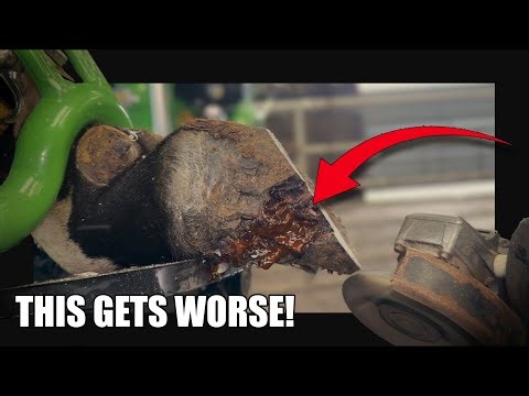 This Cow Needed Help … FAST!