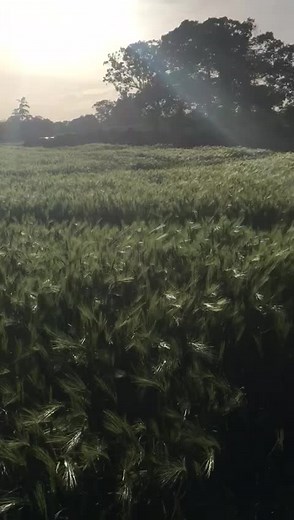 Flying into the bank holiday... #rabbitordog #dogsoftiktok #labradorretriever #foryoupage #fyp