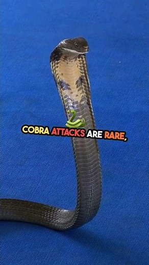 What Are The TOP Causes of Cobra Attack? #snake #animal