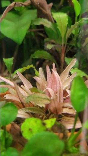 cryptocoryne fancy pink #aquarium #nature #aquascape #plants #planetaquarium #fish #fishtank #pink