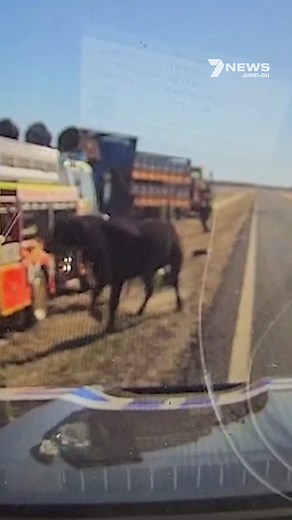 An angry bull has charged an officer and stomped on him, after police were responding to a livestock rollover on the New England Highway near Charleville. Luckily, the officer had been recently fitted with the new Integrated Loading Bearing Vest (ILBV) and was not badly hurt. #7NEWS #Bull | 7NEWS Brisbane