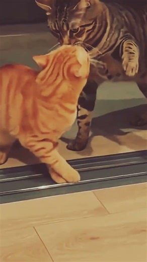 angry cat #funny #funnycats #cat