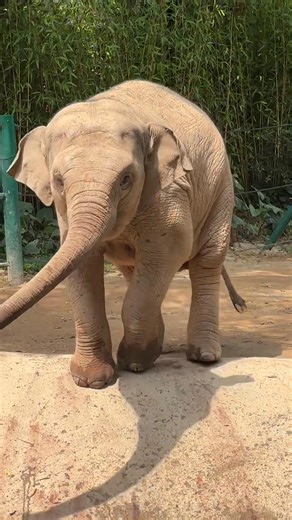 160K views · 10K reactions | What a cute baby! The baby elephant uses his trunk as a toy and is curious to explore the “tutorial” on how to use his body! #animal #elephant (cr: douyin 1068560190) | T-Time HK | Facebook