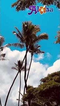 🌈♪HAWAIIAN♪ハワイアン ♪名作-魅惑のスチールギターメドレー【作業・勉強・睡眠】に、疲れた脳に響き安らぐBGM #music #steelguitar #hawaii