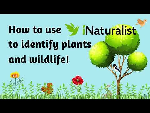 How to Use iNaturalist