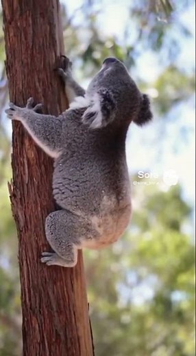 Koala Slips During Tree Climb 🌳 | FUNIMAL