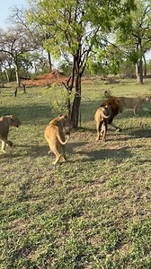 Pride and Politics. The Kambula pride and Ndhzenga males sorting out some internal family matters… 🎥 by our guest Kara Platt . . . #MalaMalaSafariMoments #MalaMalaGameReserve #ItsAllAboutTheWildlife #safari #bucketlist #meetsouthafrica #southafrica #nature #wildlife #photosafari #luxurysafari #africansafari #travel #explore #wildlifephotography #bestsafari #lions #kambulapride #ndhzengamales #ntsevu #ntsevupride | MalaMala Game Reserve
