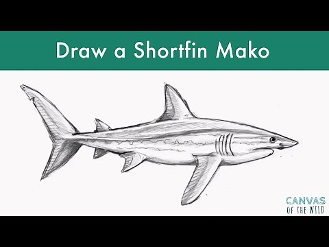 How to Draw a Shortfin Mako Shark
