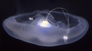 Engineers Create Super-Speedy “Bionic Jellyfish” That Could Help Us Explore The Ocean’s Unknown