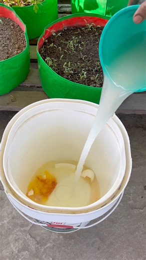 Plants grow tips using raw eggs and rice water as liquid compost #gardening #plants #farming #garden
