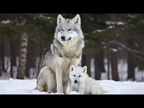 Rare Footage: Snow White Wolf Protects Baby Wolf in Enchanted Winter Forest