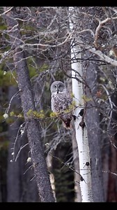 The phantom of the north 🦉 #ggo #greatgreyowl #owl #owlsofcanada #owls #albertaowls #albertawildlife #alberta #canada #reels #reelsinstagram | Mark Bouldoukian Photography