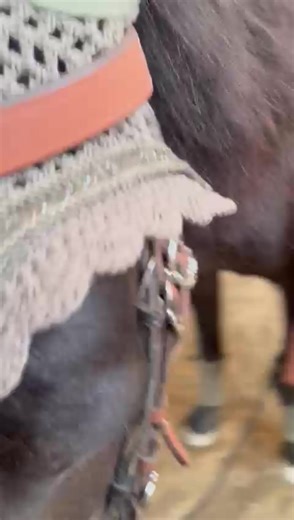#diestallnudeln #fyppppppppppppppppppppppp #fyyyyyyyyyyyyyyyy #besti #fyp #trendingvideo #horsepower #failvideo #fail #equestrian #airbag #helite #equestrianlife #fyppppppppppppppppppppppp #fyyyyyyyyyyyyyyyy