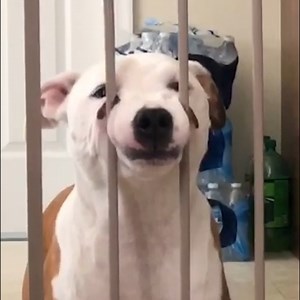 109K views · 666 reactions | Separation anxiety is a very common problem mentioned by dog owners. Here are some helpful tips that could help curb that anxiety! ❤️ | The Pet Collective | Facebook