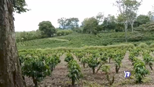 3.6K views · 107 reactions | El ICAFE no es solamente una institución, el ICAFE es el alma del Café de Costa Rica. Ley única en el mundo que protege a nuestros productores, investiga y transfiere tecnología al Sector y Promociona la marca de Café de Costa Rica en el mundo  | Instituto del Café de Costa Rica - ICAFE | Facebook