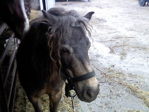 How to Approach a Horse: Basic Horsemanship