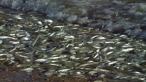 Big Pacific - Grunions - Twin Cities PBS