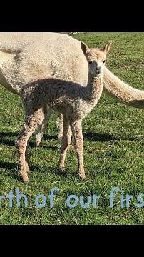 Our first alpaca birth and beautiful bonding moment. Welcome to the world Aurora. 🩷