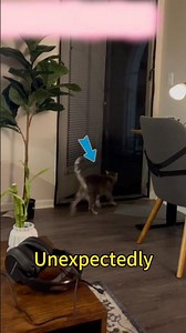 The cat uses fixed moves to pass the screen door.