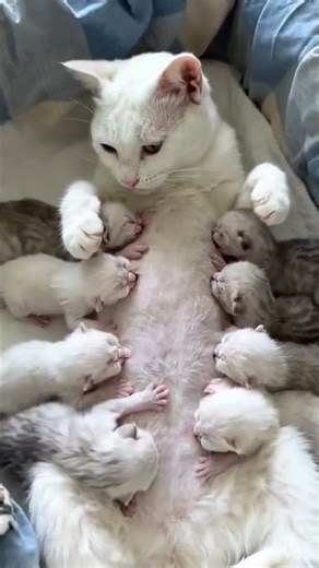 Hungry Kittens Moment of Kitten's Subscribe Now