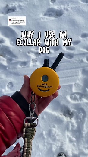 How to Use Mini Educator E Collar for Dog Training