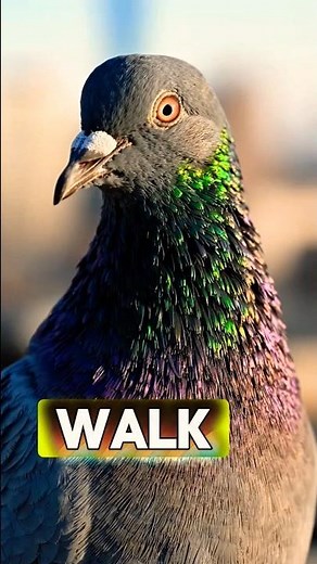 You walk past them every day. Turns out, pigeons might be smarter than you are. 🐦🧠 #PigeonFacts