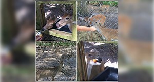 Family of deer brutally killed