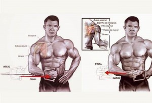 Manguito rotador: Importância em treinar e melhores exercícios