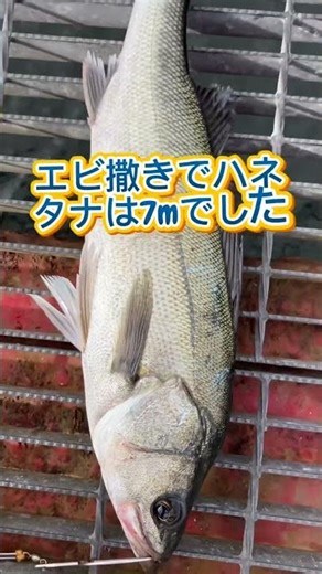 March 14th, Amagasaki Fishing Park, catching sea bass using shrimp bait! Lately, late hours seem ...