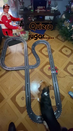 A jugar se a dicho!! #puppy #f1 #beaglepuppy