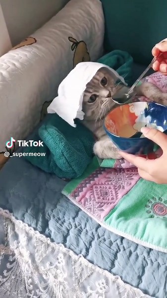 Super Meow នៅលើ TikTok