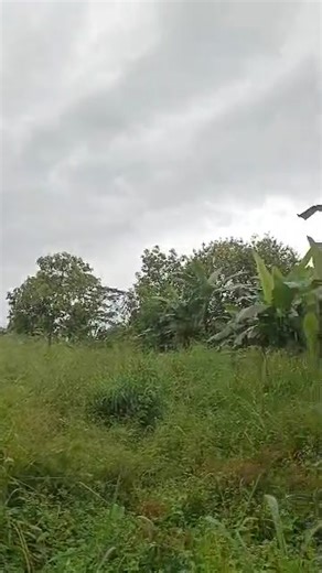 747m2 available in Bokwai in a build up area about 4minutes drive from tared road around twin garage and can be partition 747=14.5million 400m2=10.5million 350m2=7.5million #realestate | Kimal Maximetiti | Facebook