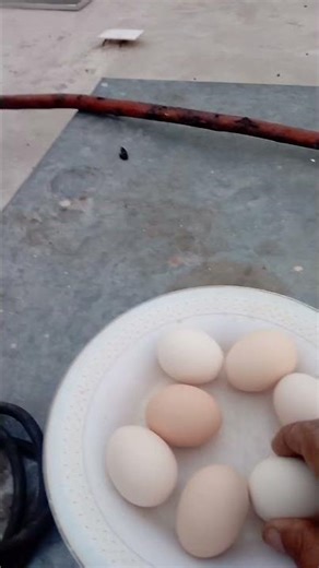 Best Feed for 5–7 Eggs Daily 🥚🐔🌾