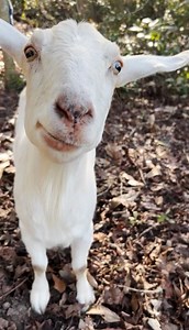 1M views · 10K reactions | Woman finds a lonely goat abandoned on an island — and the goat’s reaction to being rescued is incredible ❤️ (: Flying Pig Animal Sanctuary) | The Dodo | Facebook