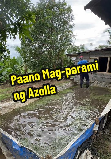 Azolla: The Sustainable Solution for Farming and Aquaculture