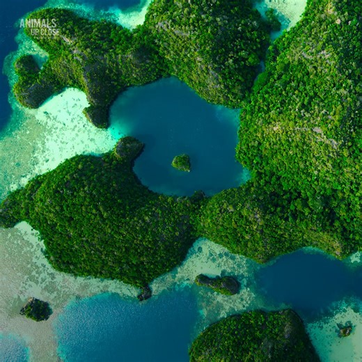 200K views · 3K reactions | Welcome to the great Raja Ampat ✨ A plethora of incredible marine life call these Indonesian islands home 視 #AnimalsUpClose with Bertie Gregory is streaming on Disney+. Stream the #ourHOME collection all month long. | National Geographic Travel | Facebook