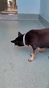 💎ID #A4784374 DOBBY💎 🆘🆘🆘🆘🆘🆘🆘🆘🆘🆘 POOR DOBBY HAS AN OLD ID. ADOPTED AS A PUPPY & NOW DUMPED WHEN HE’S OLD 💔PLEASE SHARE FOR RESCUE 🙏 Medical: OU-cloudy lenses, ocular discharge stuck on cornea, nose clean, ears grossly clean AU, no teeth, geriatric Breed: MINIATURE PINSCHER Sex: Male Age: 12 years Weight: 12 lbs Intake Date: Jun 10, 2022 Location: Baldwin Park Animal Care Center 4275 North Elton Street Baldwin Park, CA 91706 24-hr Call Center: (626) 962-3577 (Hit 5, 2, 2) All Animal 