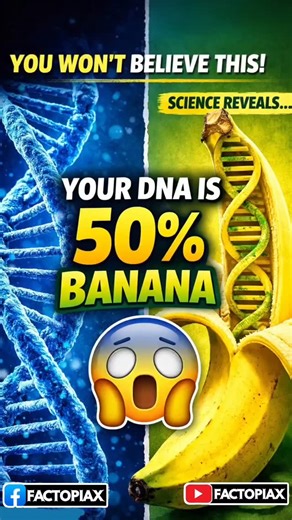 FactoPiax on Instagram: "You're basically half banana—science confirmed it 🍌🧬 Humans share 50% of DNA with bananas, 60% with fruit flies, and 98.8% with chimps. Why? All life on Earth evolved from the same single-celled ancestor billions of years ago. We're using the same genetic instruction manual, just with different chapters emphasized. We're all connected on a molecular level. What surprised you most about genetic similarities? 👇 #FactoPiaX #Science #DNA #Biology #MindBlown"