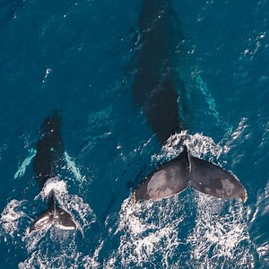 S Corp vs Sole Proprietorship | Pros & Cons (Infographic 🆚)