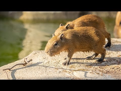 Houston Zoo welcomes 2 capybara pups