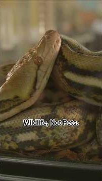 Ball Pythons Are Wild Animals — Not Pets | World Snake Day