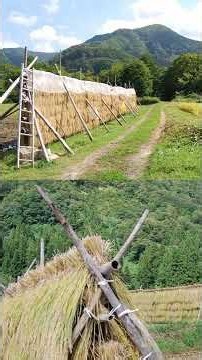 【かさがけ】天日干し、自然乾燥（昭和の田園風景）