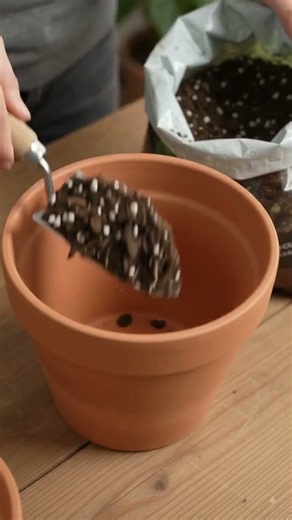 Propagate Calathea aka prayer plant #homegardening #usefultips