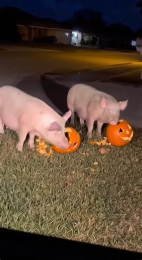 Only in Florida… Florida Man shines his car light and finds TWO pigs feasting on his Halloween pumpkins! 🎃🐖 Who needs trick-or-treaters when the pigs come to the party?(Satire only, for entertainment purposes) #FloridaMan #Halloween #onlyinflorida #usa #BREAKINGNEWS | Florida Man Breaking News