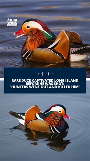 🦆 Wildlife rescuers are mourning the killing of a rare mandarin duck that had been wooing crowds on Long Island before he was shot and killed by a hunter. Before the killing, rescuers had tried desperately to remove the duck from a pond in Stony Brook with no luck. John Di Leonardo, president of Humane Long Island, said the duck was clearly abandoned by his owner. “It’s not like he migrated here, he’s not a wild bird,” Di Leonardo said. “This is a bird who was someone’s pet.” The ducks are nati